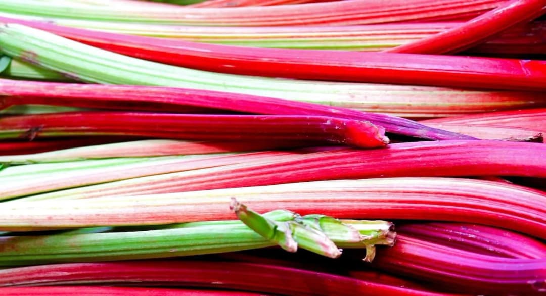 Czy można mrozić rabarbar: Kompletny przewodnik przechowywania na zimę